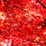 autumnleaves