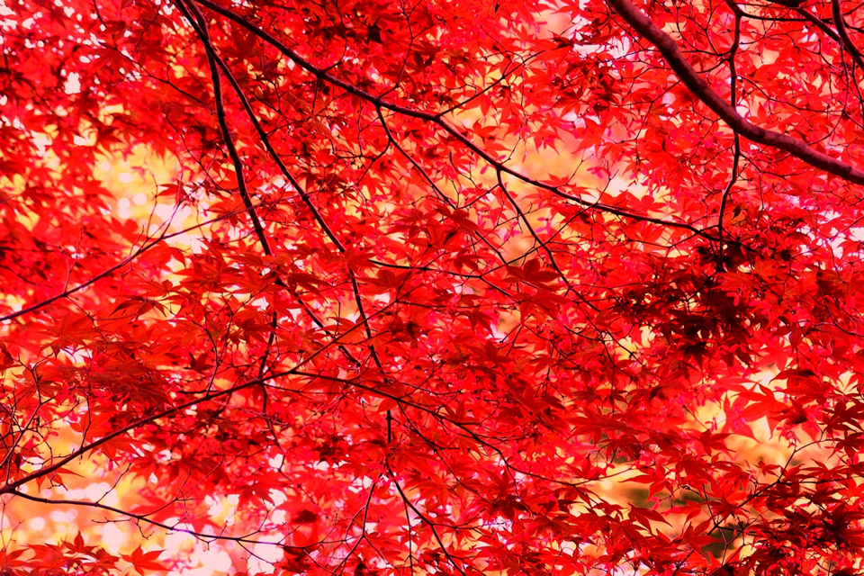 autumnleaves