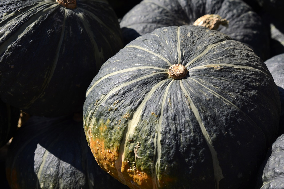 pumpkin